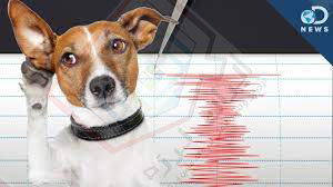 پیش‌بینی زلزله توسط حیوانات